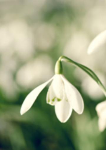 Музыкальный букет