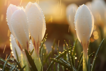 20 мая - Петр Казимир «Весеннее равноденствие»