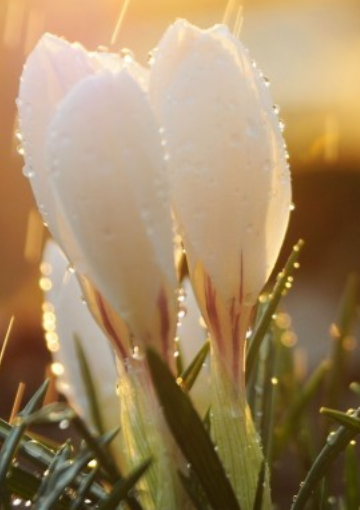 Петр Казимир «Весеннее равноденствие»