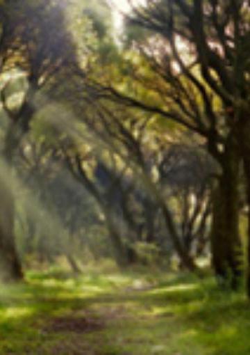 Сказки венского леса